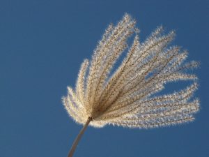 miscanthus
