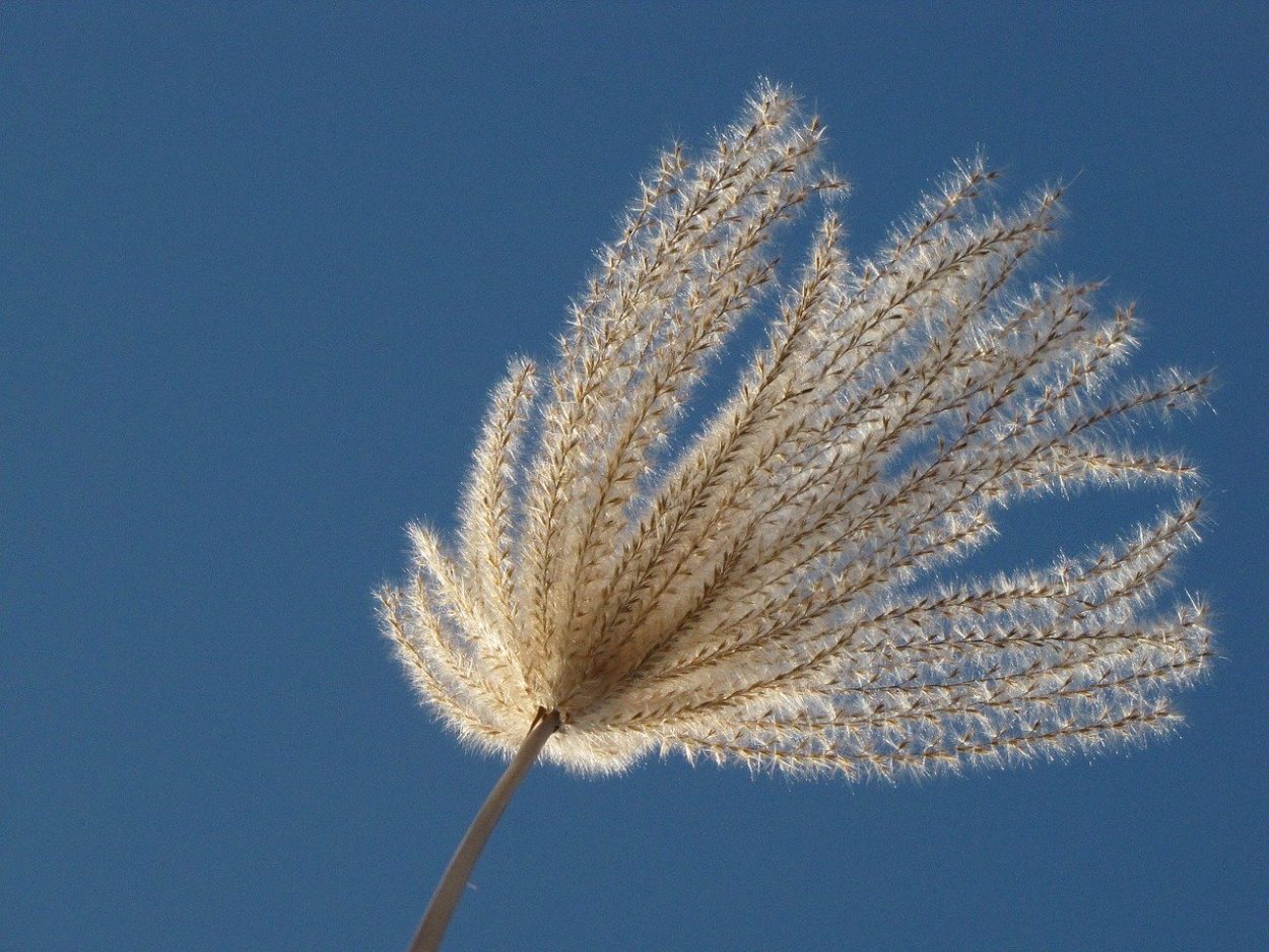 miscanthus