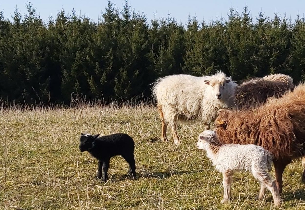 Moutons en éco-pâturage sur les sites du BEP