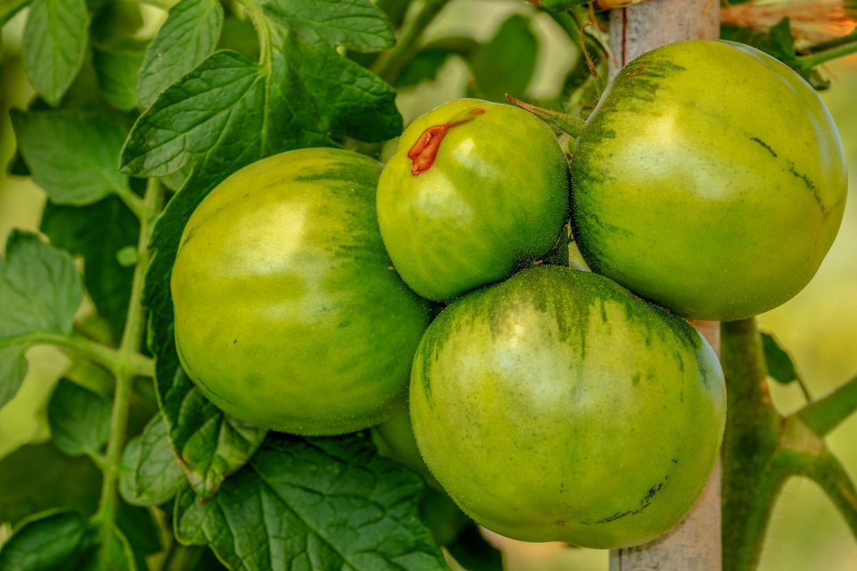 tomates vertes