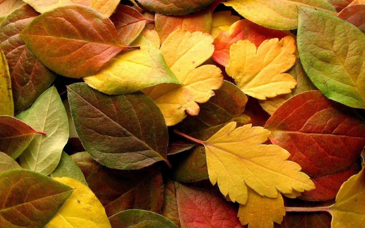 Les feuilles mortes font d'excellents confetti colorés!