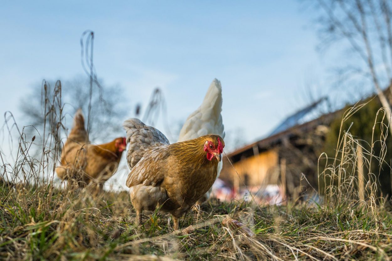 Poules