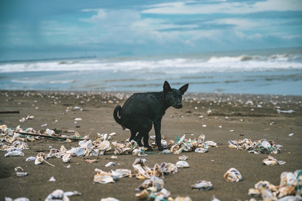 Chien_Caca Chien_Caca